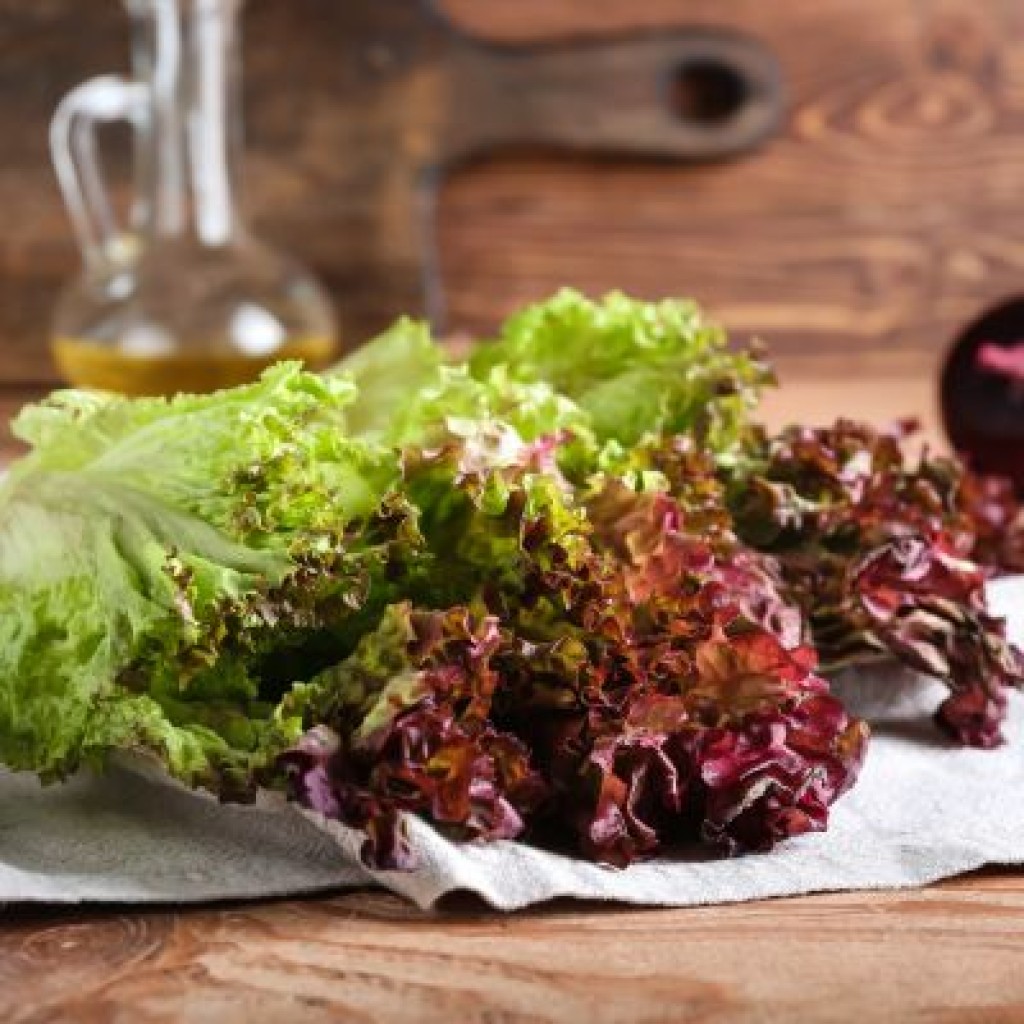 Lollo Rosso Lettuce